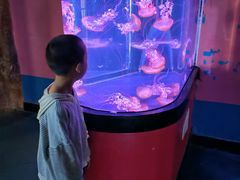 -烟台海昌鲸鲨海洋公园