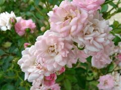-松山湖梦幻百花洲
