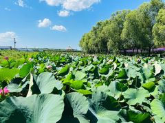 -北纬44度·金珠花海休闲农业旅游景区