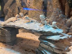 -山东柏宁水族批发广场