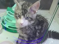 -小猫来了·猫咪专售(红山六九七九店)