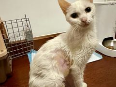 -爱侣宠医·鹦鹉专科·小型哺乳类·异宠专科(灵石路店)