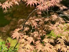 -西芳寺(苔寺)