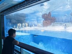 -海合安成都极地海洋公园