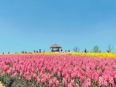 -径山花海