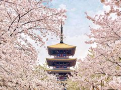 -武汉大学-樱园