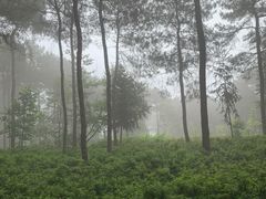 -铁山坪森林公园