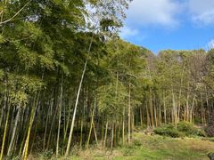 -苏州上方山国家森林公园
