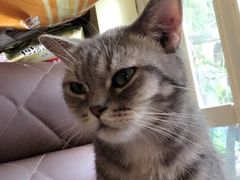 -猫色咖啡·猫咖