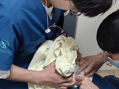 -瑞派·关忠动物医院猫科外科·异宠·24小时转诊中心(祥云店)