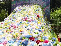 -上海共青森林公园