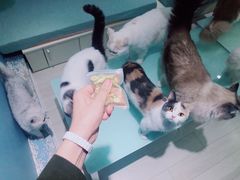 -喵的天空名猫咖啡馆·撸猫·猫舍·用品