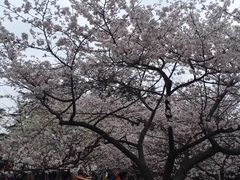-武汉大学-樱园