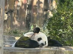 -大连森林动物园