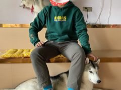 -Husky Go! 哈士奇体验馆·宠物咖啡厅狗咖