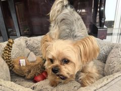 -宠福鑫康馨动物医院·骨科·眼科