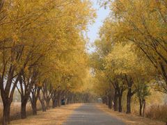 -野鸭湖国家湿地公园