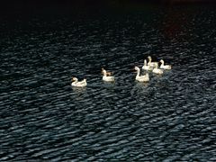 -祁门牯牛降观音堂风景区