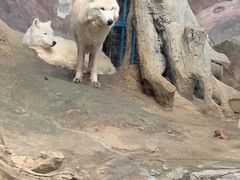 -西安曲江海洋极地公园