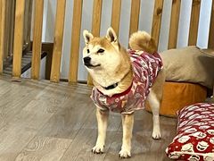 -柴迷FANS CLUB·柴犬狗咖·猫咖