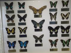 -上海昆虫博物馆