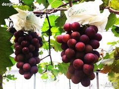 -马陆小张葡萄园农家乐