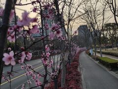 -新江湾城公园