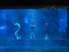 -石家庄海洋公园
