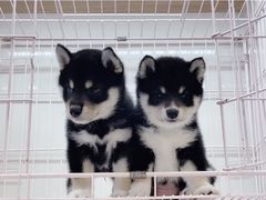 -萌宠之家·腊肠犬·马尔泰·小体犬舍