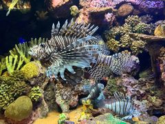 -上海海洋水族馆