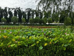 -洪湖生态旅游区