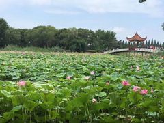 -洪湖生态旅游区