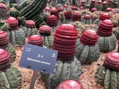 -深圳仙湖植物园