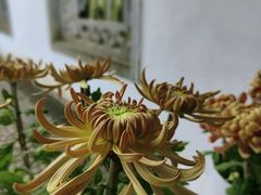 -杭州植物园