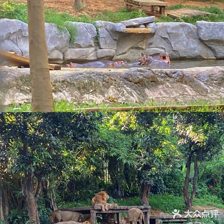 🦒长隆野生动物园游玩攻略｜拒绝踩坑❌注意事项大总结