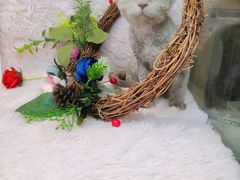 -十年猫舍·猫咪专门店(普陀店)