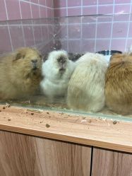 -Moni星球萌宠·小马宝莉·灵蛇·高端高阶全萌宠互动体验俱乐部(红豆国际广场店)