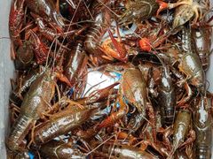 -同銮特种养殖场·龙虾垂钓