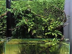 -ADA自然水景世界