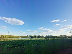 -大兴滨河森林公园