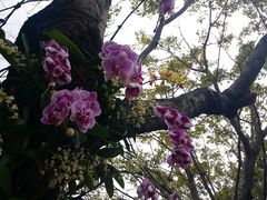 -荔香公园