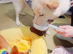 -逗柴咖啡屋·狗咖猫咖宠物桌游