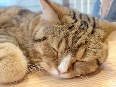 -啵啵喵·猫咖(攀华国际店)