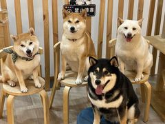 -柴迷FANS CLUB·柴犬狗咖·猫咖