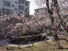 -桃花堤公园