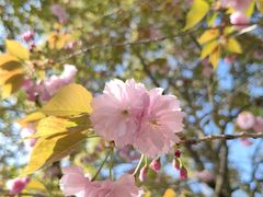 -高东镇樱花园