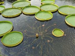 -荷塘月色湿地公园·向阳花洲