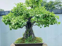 -扬州大运河文化旅游度假区·盆景园