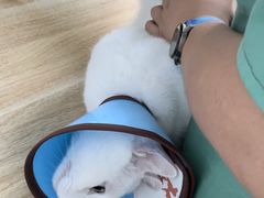 -派美特宠物医院·核磁CT·骨科肿瘤·疑难转诊(沈农禾丰店)