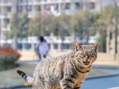 -上海财经大学(国定路校区)